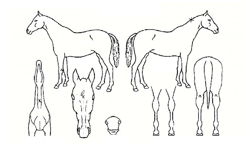 ¹Ù´Ù¿©½ÅÀÇ Ãø¸é,¿ì¸é,µÞ¸é,µÎ»ó,´Ù¸®ÀÇ Æ¯Â¡µµÇØ