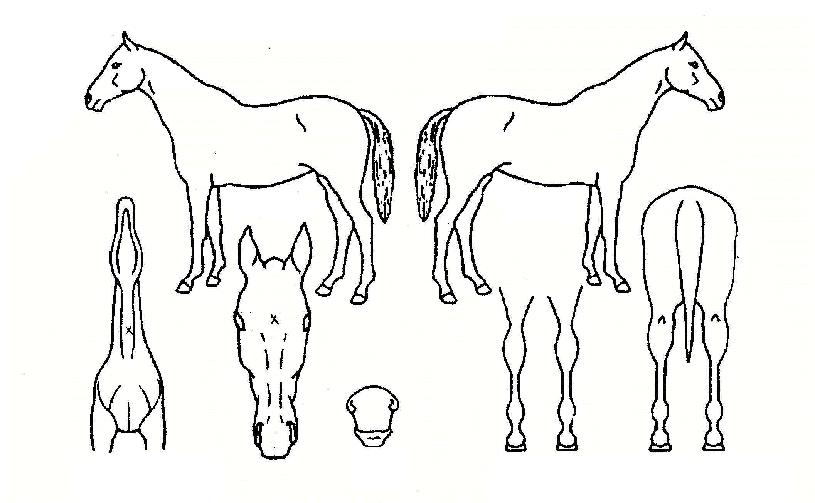 Ŭ���������� ����,���,�޸�,�λ�,�ٸ��� Ư¡����