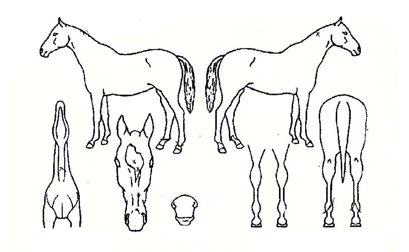 ��¡�ǿ����� ����,���,�޸�,�λ�,�ٸ��� Ư¡����