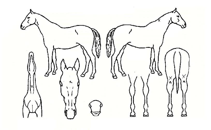 ºÎ°æ¹ø°³ÀÇ Ãø¸é,¿ì¸é,µÞ¸é,µÎ»ó,´Ù¸®ÀÇ Æ¯Â¡µµÇØ