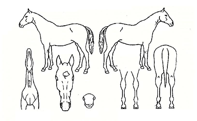 ½´ÆÛÆÄÀÌÅÍÀÇ Ãø¸é,¿ì¸é,µÞ¸é,µÎ»ó,´Ù¸®ÀÇ Æ¯Â¡µµÇØ