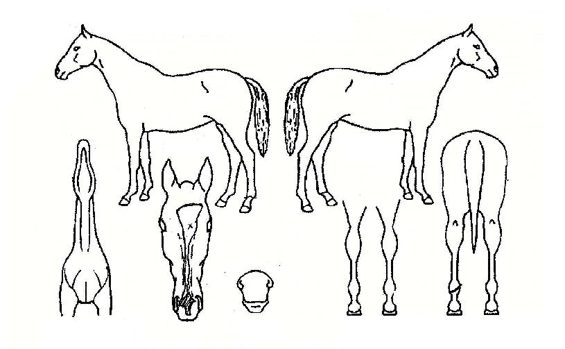 ����ǳ�� ����,���,�޸�,�λ�,�ٸ��� Ư¡����