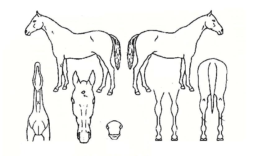 ���������� ����,���,�޸�,�λ�,�ٸ��� Ư¡����