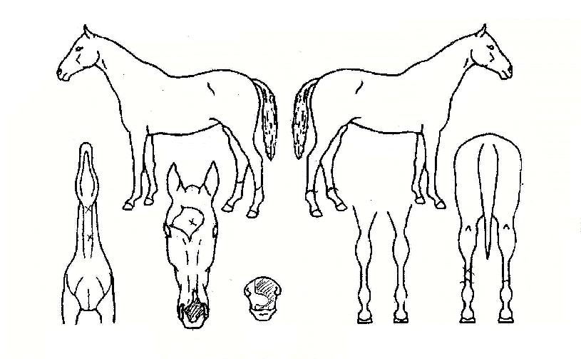 ·¹¾Ë°øÁÖÀÇ Ãø¸é,¿ì¸é,µÞ¸é,µÎ»ó,´Ù¸®ÀÇ Æ¯Â¡µµÇØ