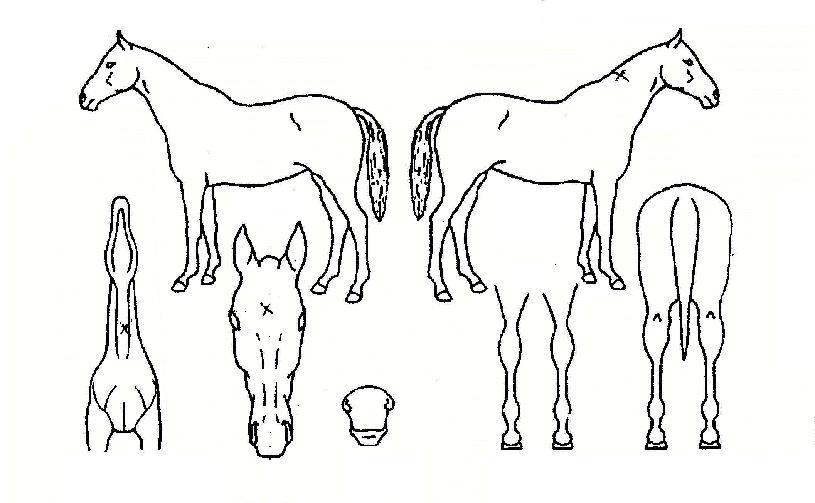 �ְ��ٶ��� ����,���,�޸�,�λ�,�ٸ��� Ư¡����