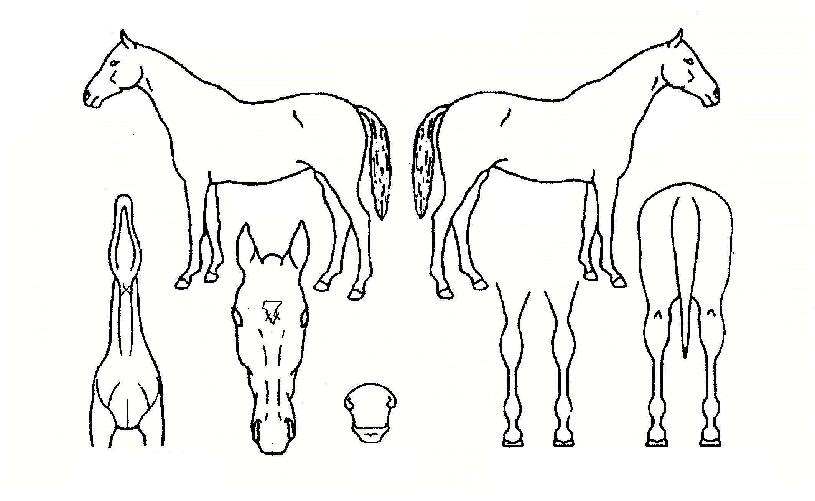 ´ÙÅ©½Åµå·ÒÀÇ Ãø¸é,¿ì¸é,µÞ¸é,µÎ»ó,´Ù¸®ÀÇ Æ¯Â¡µµÇØ