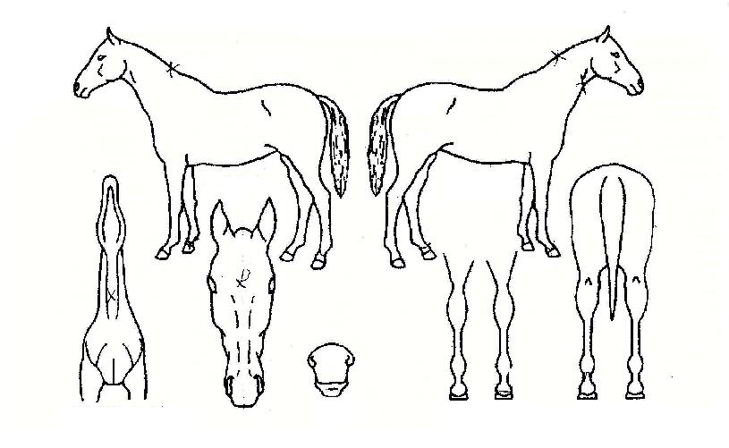 ¼±¹ßÁÖÀÚÀÇ Ãø¸é,¿ì¸é,µÞ¸é,µÎ»ó,´Ù¸®ÀÇ Æ¯Â¡µµÇØ