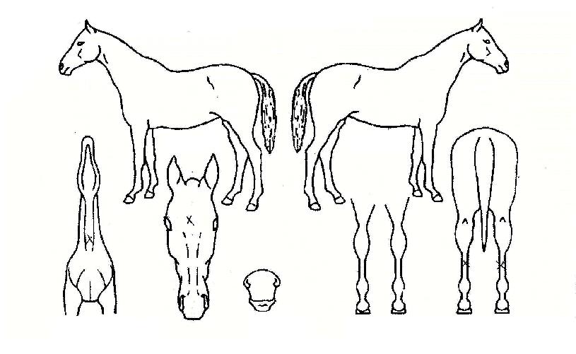 �¸������� ����,���,�޸�,�λ�,�ٸ��� Ư¡����