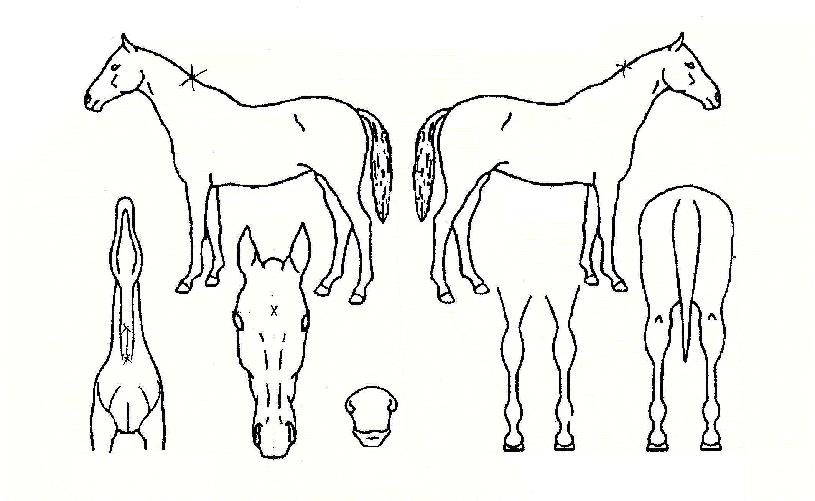 ���극�̵��ڸ��� ����,���,�޸�,�λ�,�ٸ��� Ư¡����