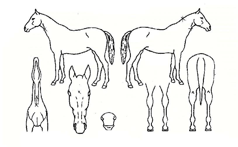 ¼¿ï¿¡À̽ºÀÇ Ãø¸é,¿ì¸é,µÞ¸é,µÎ»ó,´Ù¸®ÀÇ Æ¯Â¡µµÇØ