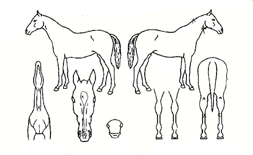 �ż��ٴ��� ����,���,�޸�,�λ�,�ٸ��� Ư¡����