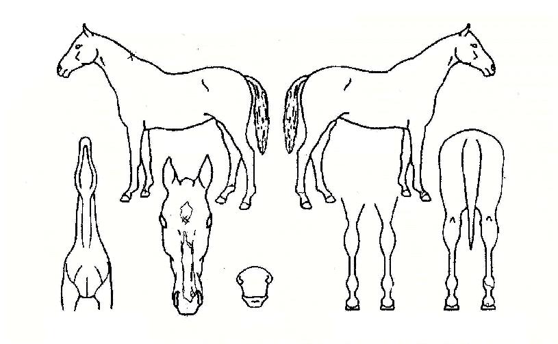 �ż������� ����,���,�޸�,�λ�,�ٸ��� Ư¡����