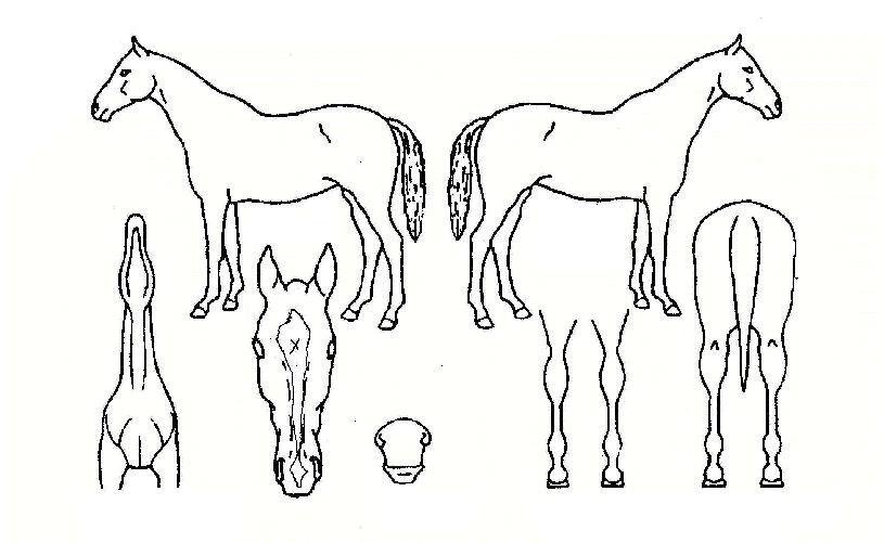 �����Ʊ׳׽��� ����,���,�޸�,�λ�,�ٸ��� Ư¡����