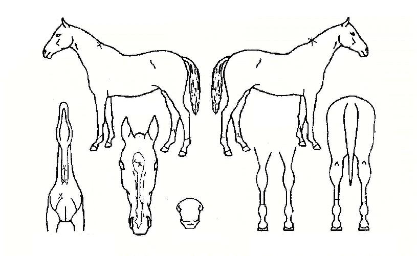 ¸í¹®Ãâ½ÅÀÇ Ãø¸é,¿ì¸é,µÞ¸é,µÎ»ó,´Ù¸®ÀÇ Æ¯Â¡µµÇØ