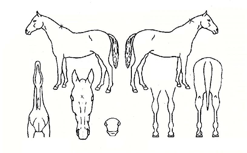 ��ũ�ε��� ����,���,�޸�,�λ�,�ٸ��� Ư¡����