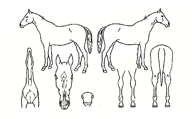 ¿ì¸®Ã»´ãÀÚ¸¶ÀÇ Ãø¸é,¿ì¸é,µÞ¸é,µÎ»ó,´Ù¸®ÀÇ Æ¯Â¡µµÇØ