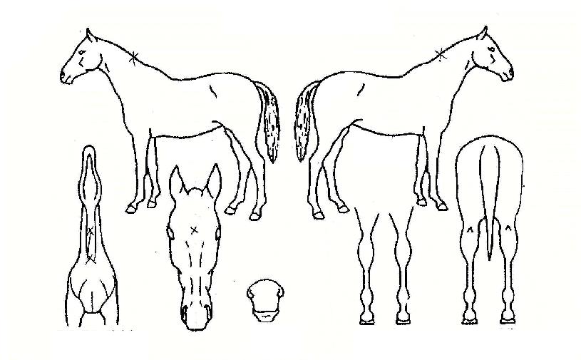 °°øÀϵµÀÇ Ãø¸é,¿ì¸é,µÞ¸é,µÎ»ó,´Ù¸®ÀÇ Æ¯Â¡µµÇØ