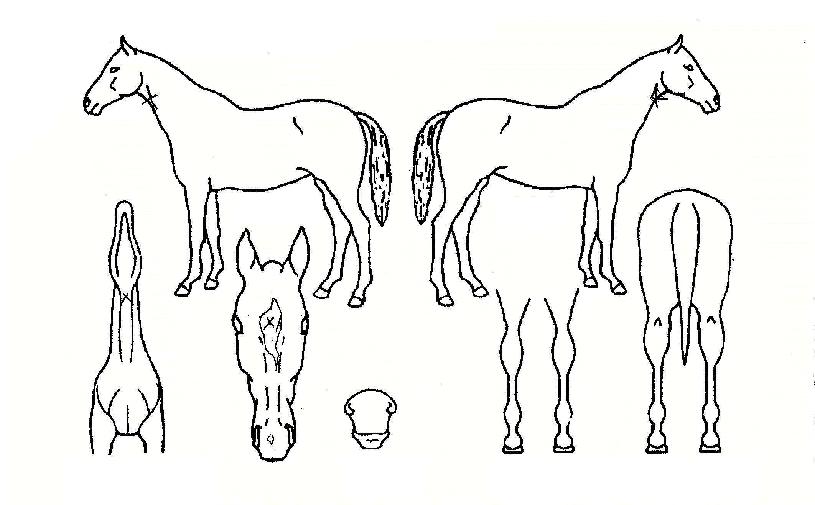 ����ǿ����� ����,���,�޸�,�λ�,�ٸ��� Ư¡����