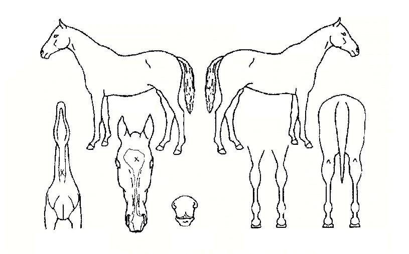 Ȧ���������� ����,���,�޸�,�λ�,�ٸ��� Ư¡����