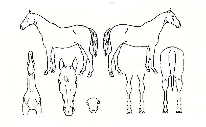 ��ǳ������ ����,���,�޸�,�λ�,�ٸ��� Ư¡����