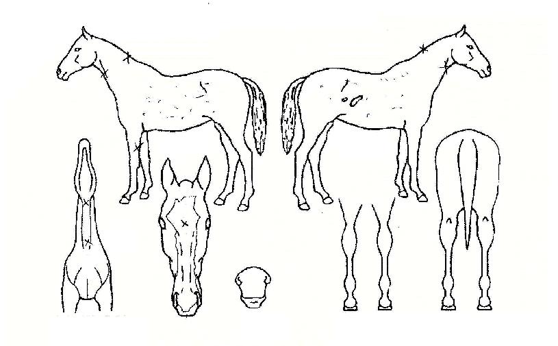 ��ī�̷����� ����,���,�޸�,�λ�,�ٸ��� Ư¡����