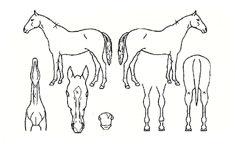 ½Åõ½Åµ¿ÀÇ Ãø¸é,¿ì¸é,µÞ¸é,µÎ»ó,´Ù¸®ÀÇ Æ¯Â¡µµÇØ