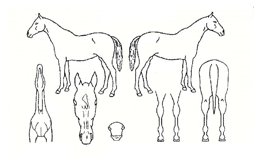 Æ÷ÇÁ·»µåÀÇ Ãø¸é,¿ì¸é,µÞ¸é,µÎ»ó,´Ù¸®ÀÇ Æ¯Â¡µµÇØ