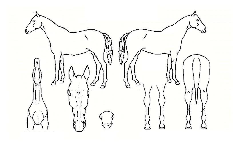 �Ķ��� ����,���,�޸�,�λ�,�ٸ��� Ư¡����