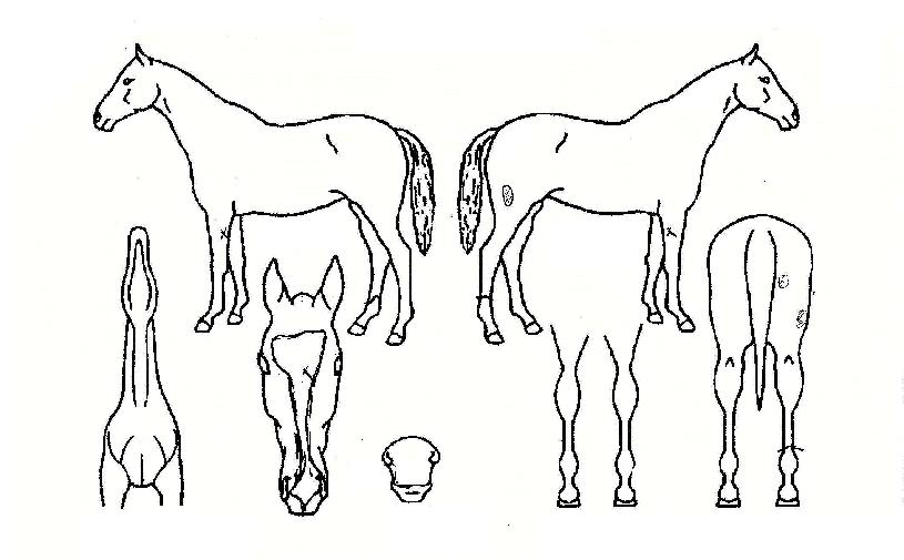 �������¾��� ����,���,�޸�,�λ�,�ٸ��� Ư¡����