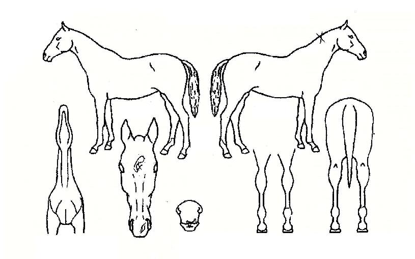 ÇÑÇ÷ȽÅÀÇ Ãø¸é,¿ì¸é,µÞ¸é,µÎ»ó,´Ù¸®ÀÇ Æ¯Â¡µµÇØ