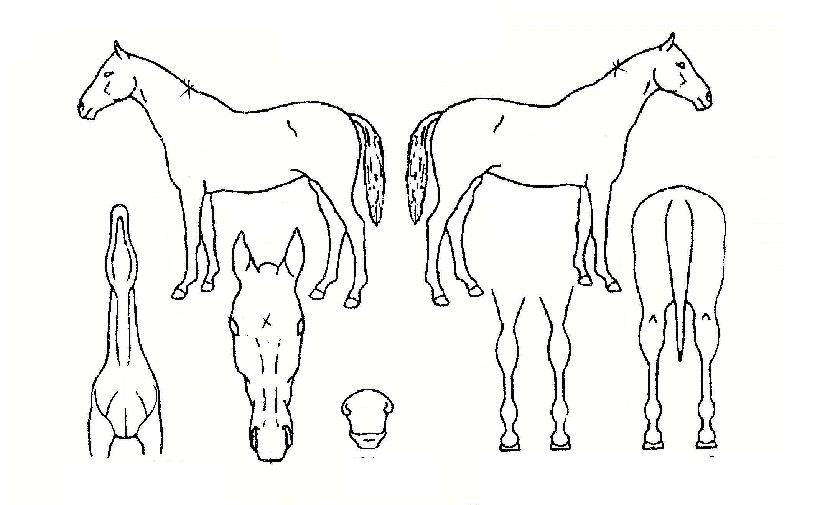 ½º¸¶Æ®Ä«ÀÌÀÇ Ãø¸é,¿ì¸é,µÞ¸é,µÎ»ó,´Ù¸®ÀÇ Æ¯Â¡µµÇØ