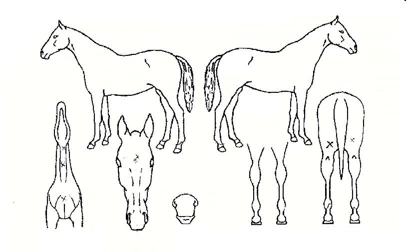 µ¿¹æ·ÎÁîÀÇ Ãø¸é,¿ì¸é,µÞ¸é,µÎ»ó,´Ù¸®ÀÇ Æ¯Â¡µµÇØ