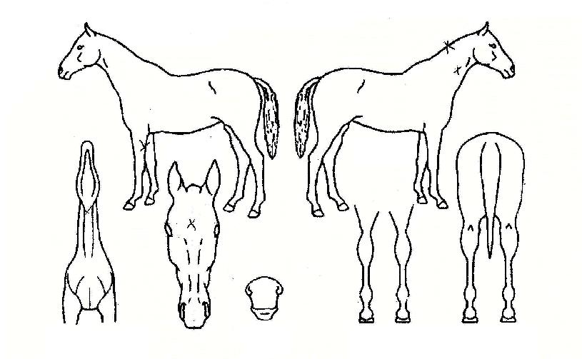 Å©¸¯¶óÀÌ´õÀÇ Ãø¸é,¿ì¸é,µÞ¸é,µÎ»ó,´Ù¸®ÀÇ Æ¯Â¡µµÇØ