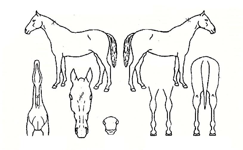 ¿ì¸®²ÉÀÇ Ãø¸é,¿ì¸é,µÞ¸é,µÎ»ó,´Ù¸®ÀÇ Æ¯Â¡µµÇØ