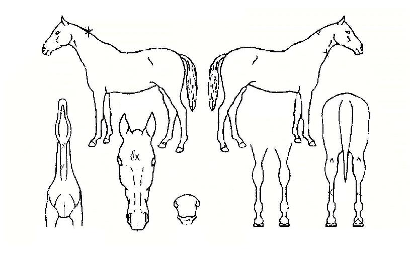 ¸®¼³Å©¶ó¿îÀÇ Ãø¸é,¿ì¸é,µÞ¸é,µÎ»ó,´Ù¸®ÀÇ Æ¯Â¡µµÇØ