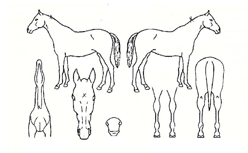 ¸®°É·¹À̵ðÀÇ Ãø¸é,¿ì¸é,µÞ¸é,µÎ»ó,´Ù¸®ÀÇ Æ¯Â¡µµÇØ