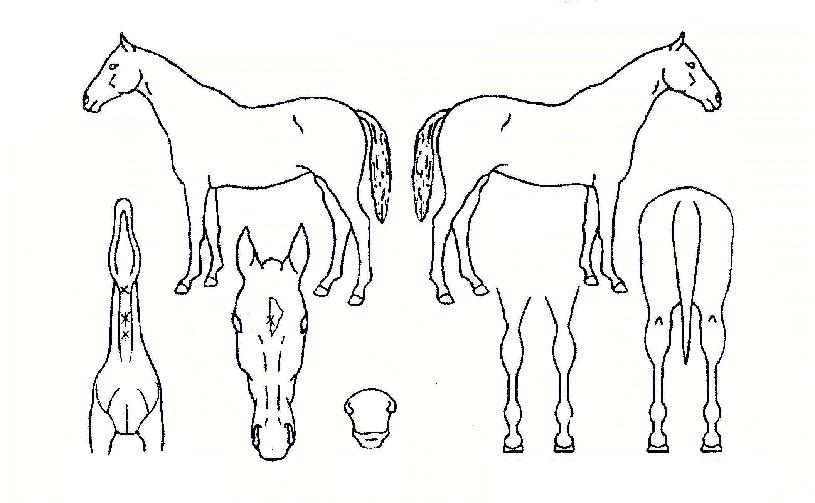 �ǹ��Ҵз��̵��ڸ��� ����,���,�޸�,�λ�,�ٸ��� Ư¡����