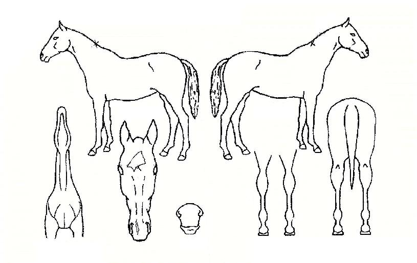 ±¤º¹ºûÀÇ Ãø¸é,¿ì¸é,µÞ¸é,µÎ»ó,´Ù¸®ÀÇ Æ¯Â¡µµÇØ