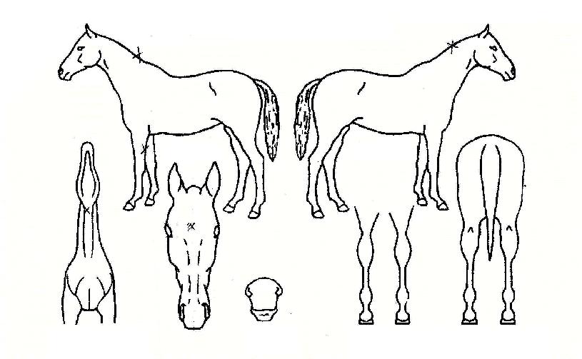 õ�⿵���� ����,���,�޸�,�λ�,�ٸ��� Ư¡����