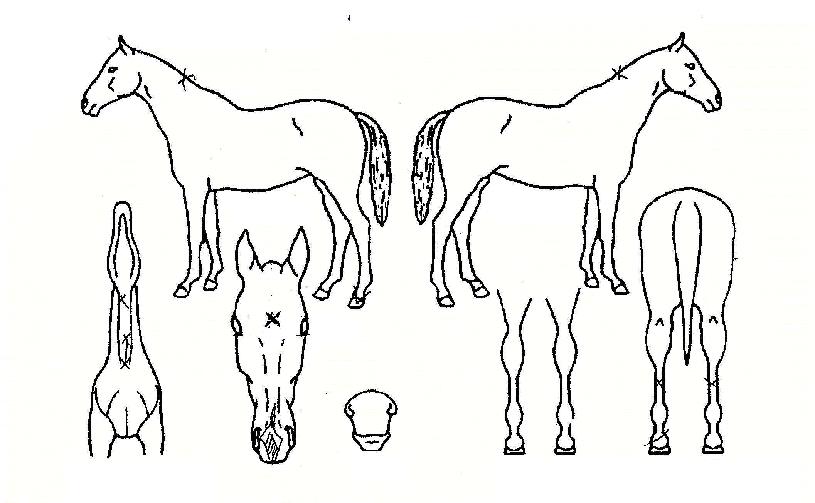 ÃÊ¿øÆ¯¸íÀÇ Ãø¸é,¿ì¸é,µÞ¸é,µÎ»ó,´Ù¸®ÀÇ Æ¯Â¡µµÇØ