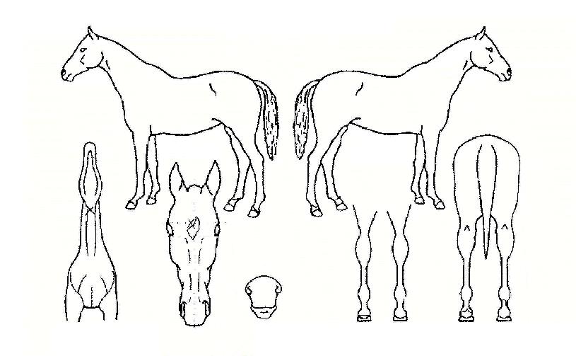 ���̽��÷����� ����,���,�޸�,�λ�,�ٸ��� Ư¡����