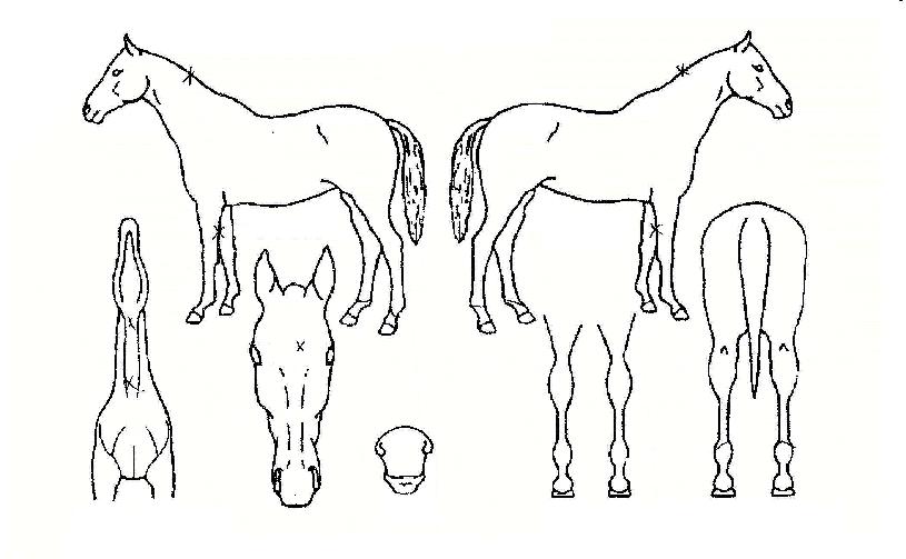 �ʿ������� ����,���,�޸�,�λ�,�ٸ��� Ư¡����