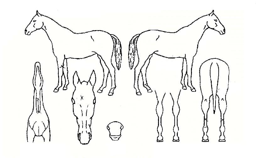 ����Ƽī������ ����,���,�޸�,�λ�,�ٸ��� Ư¡����