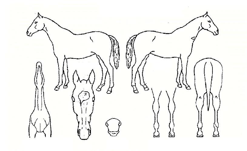 Àç¹ÌÃÖ°íÀÇ Ãø¸é,¿ì¸é,µÞ¸é,µÎ»ó,´Ù¸®ÀÇ Æ¯Â¡µµÇØ