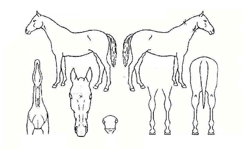 ¹Ý¾ßºÀÀÇ Ãø¸é,¿ì¸é,µÞ¸é,µÎ»ó,´Ù¸®ÀÇ Æ¯Â¡µµÇØ