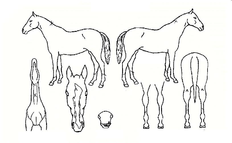 ´ë¼¼»ó½ÂÀÇ Ãø¸é,¿ì¸é,µÞ¸é,µÎ»ó,´Ù¸®ÀÇ Æ¯Â¡µµÇØ