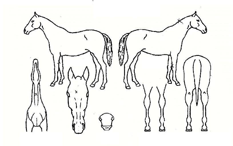 ������ ����,���,�޸�,�λ�,�ٸ��� Ư¡����