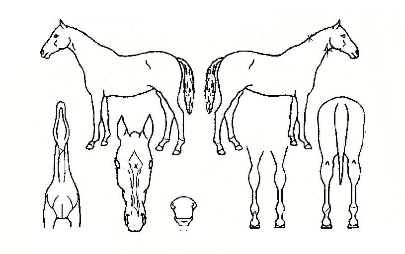 �ٷ���Ʈ�ڸ��� ����,���,�޸�,�λ�,�ٸ��� Ư¡����