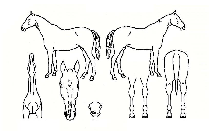 �ʿ������� ����,���,�޸�,�λ�,�ٸ��� Ư¡����