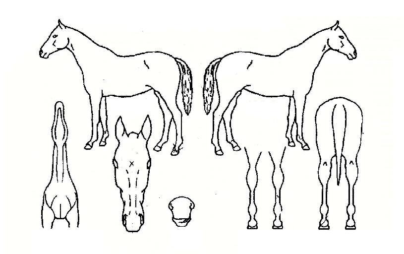 �������� ����,���,�޸�,�λ�,�ٸ��� Ư¡����